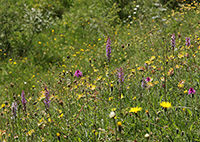 Anacamptis pyramidalis, Dactylorhiza fuchsii &